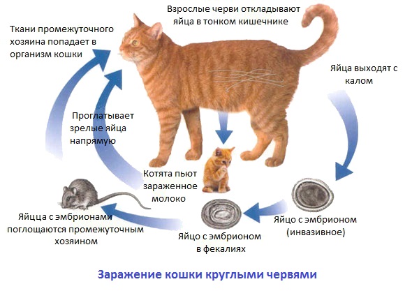 Схема заражения кошек круглыми червями