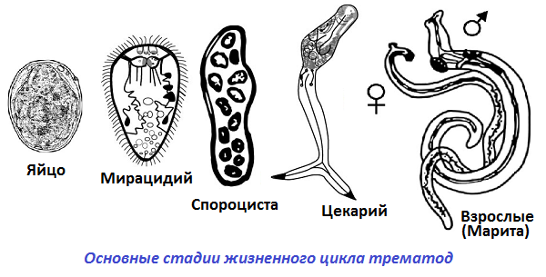 Основные стадии жизненного цикла трематод