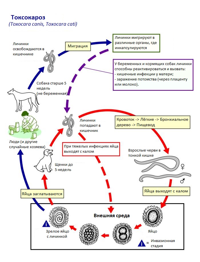 Жизненный цикл токсокар и заражение токсокарозом человека
