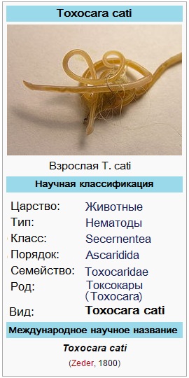 Кошачья токсокара (Toxocara cati) – кошачья аскарида