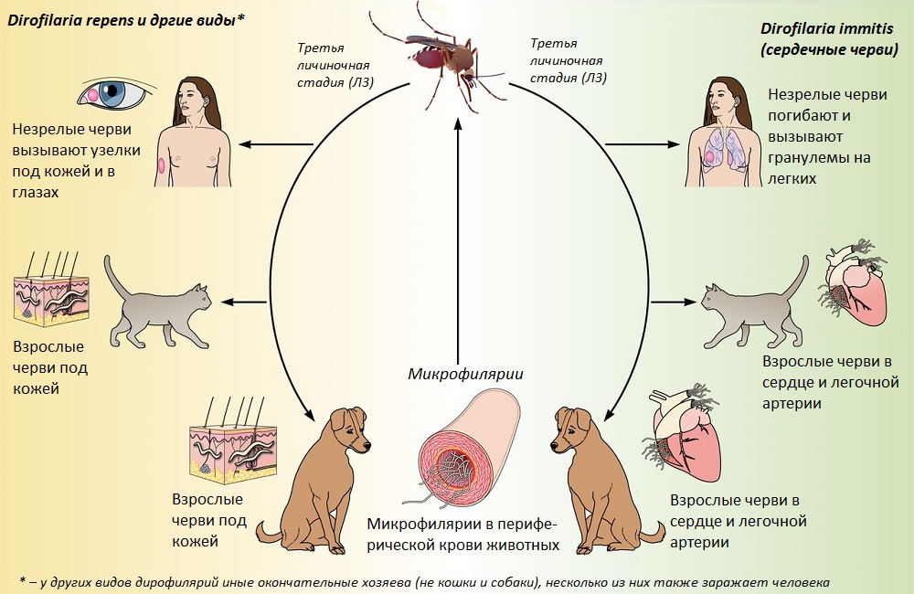 Дирофиляриоз у людей и животных