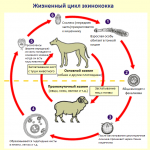 Схема жизненного цикла эхинококка