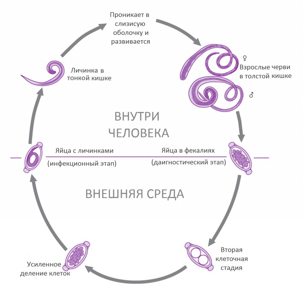 Балантидий жизненный цикл схема