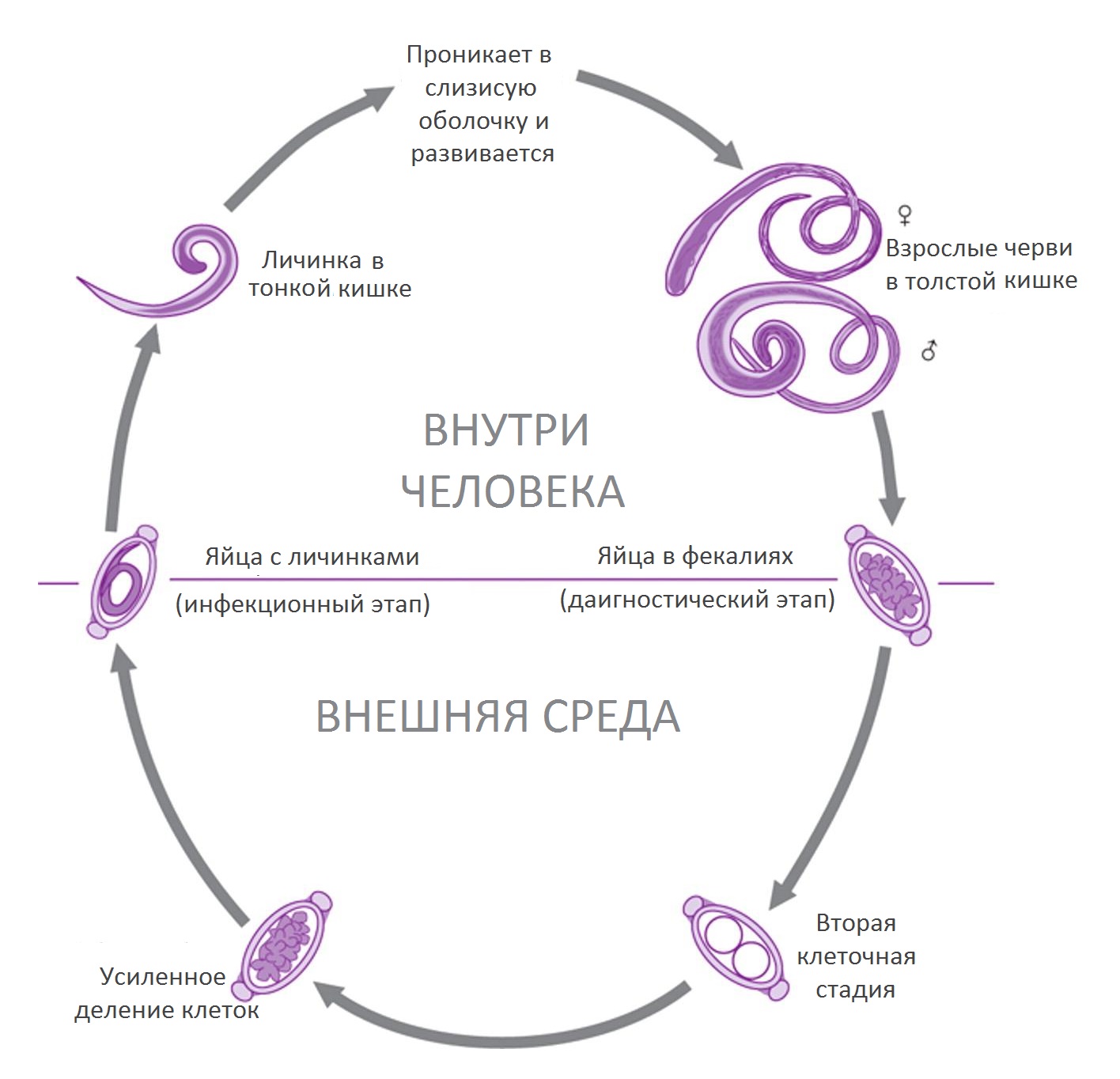 Схема жизненного цикл власоглова 