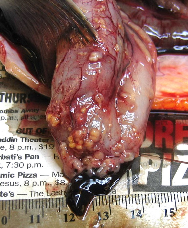 Дифиллоботриоз у рыб (фото)