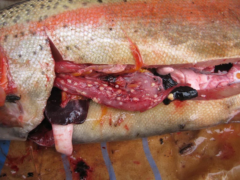Дифиллоботриоз у рыб (фото 2)