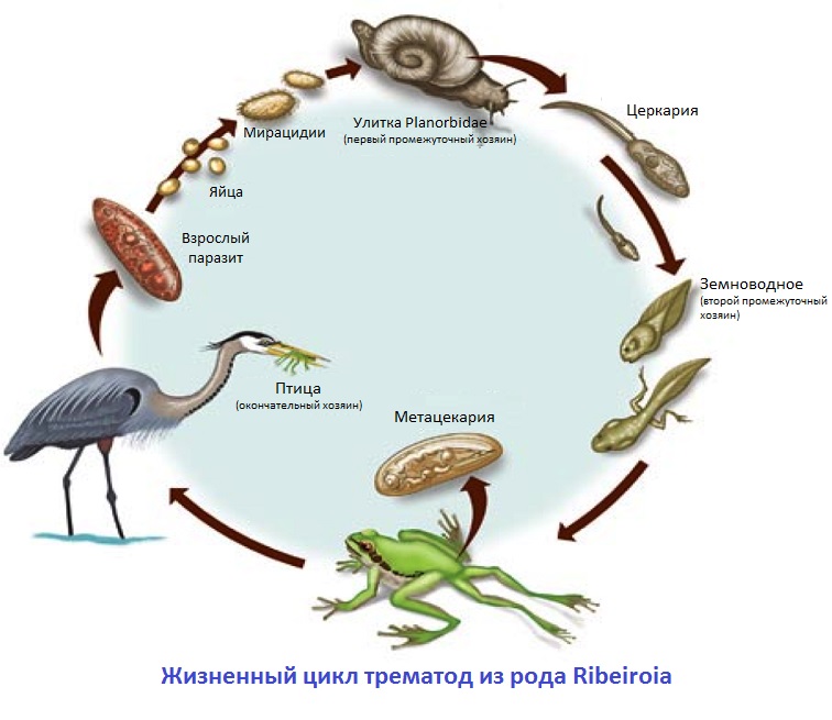 Жизненный цикл трематод рода Ribeiroia