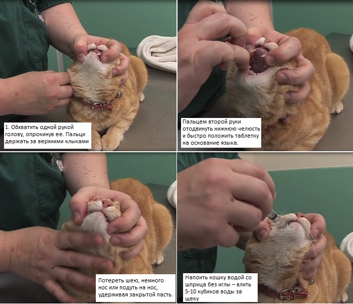 Инструкция в картинках, как дать кошке таблетку от глистов