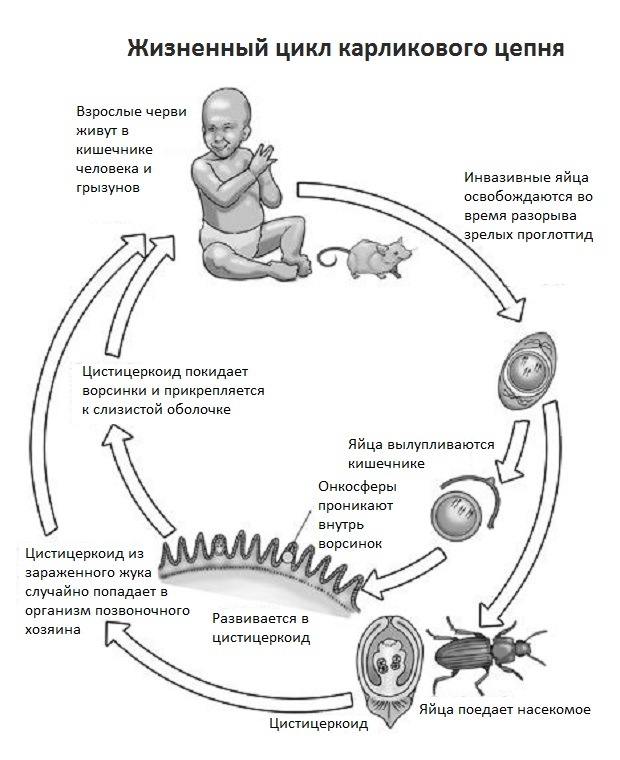 Схема жизненного цикла карликового цепня