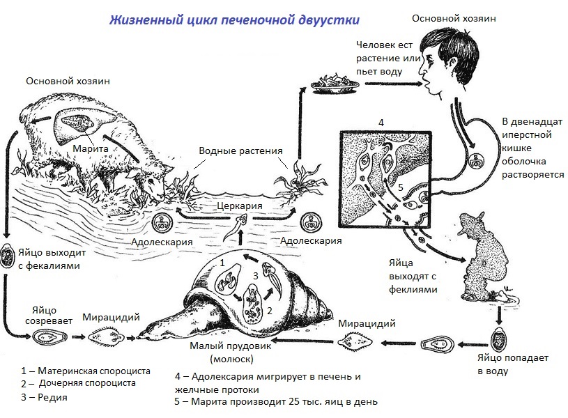 Схема жизненного цикла печеночной двуустки