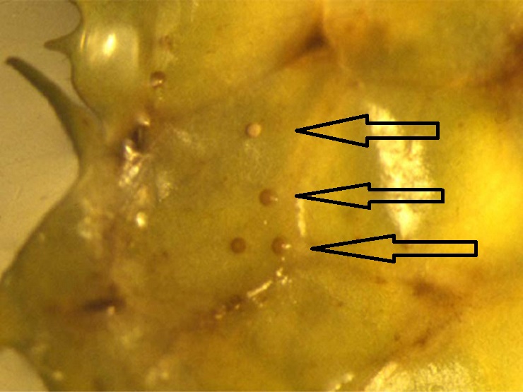 Личинки печеночной двуустки на растении
