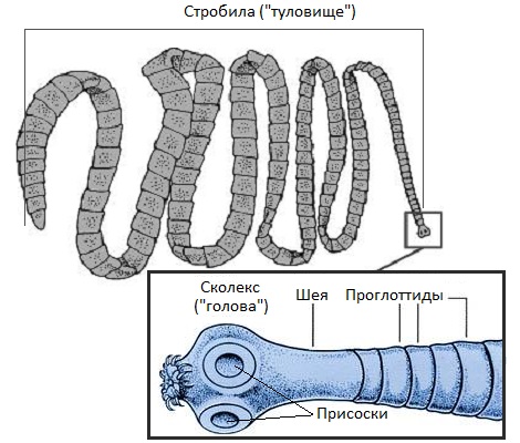 Строение ленточных червей (цестод)
