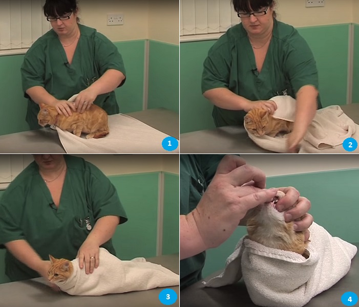 Инструкция в картинках, по заматыванию кошки в полотенце