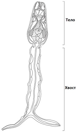 Свободноплавающая личинка шистосомы (церкарий)