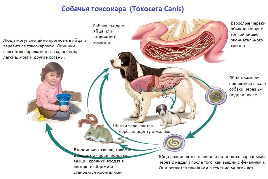 Жизненный цикл собачьей токсокары