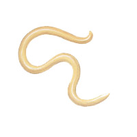 Круглые черви (нематоды)