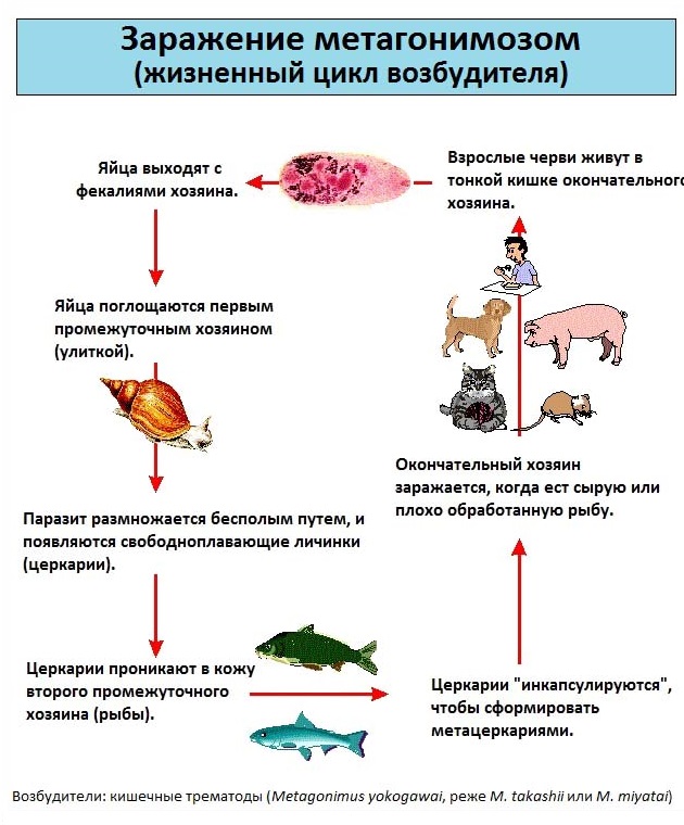Схема заражения метагонимозом людей и рыб