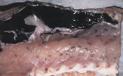 Анизакидоз рыб – фото хека