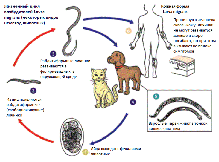 Жизненный цикл возбудителей larva migrans