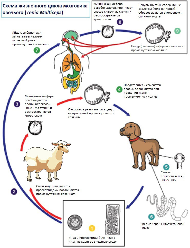 Схема жизненного цикла мозговика овечьего