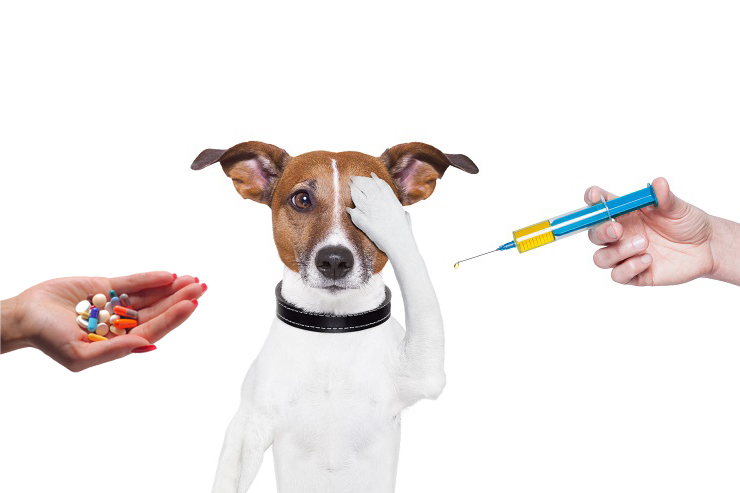 Вакцинация и дегелментизация собаки