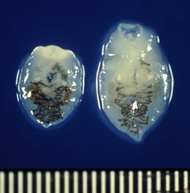 Взрослые Eurytrema pancreaticum 