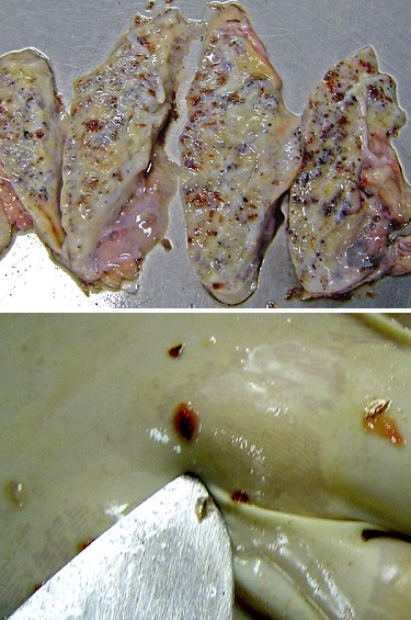 Eurytrema pancreaticum в поджелудочной железе коровы