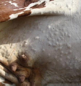 Узелки под кожей у коровы, вызванные гельминтом Onchocerca
