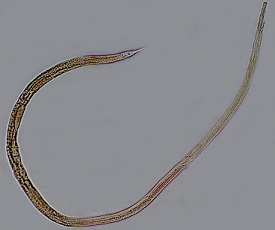 Strongyloides ransomi