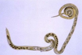 Взрослый червь из рода Trichostrongylus