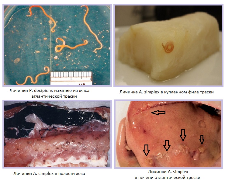 Личинки Anisakis simplex и Pseudoterranova decipiens в мясе хека и трески
