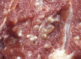 Cysticercus cellulosae в мясе