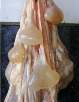 Cysticercus tenuicollis на свиной печени
