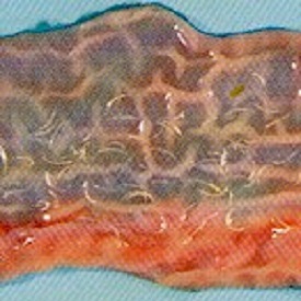 Globocephalus urosubulatu