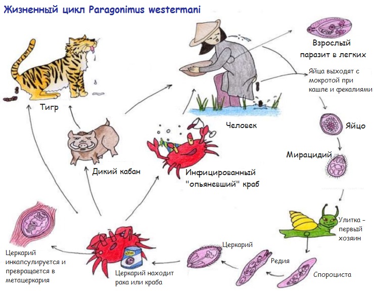 Схема цикла развития Paragonimus westermani в картинках