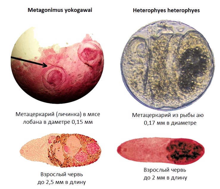 Heterophyes heterophyes и Metagonimus yokogawai в мясе рыбы