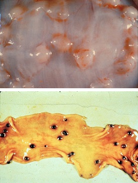 Личинки oesophagostomum