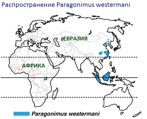 Распространение Paragonimus westermani на карте