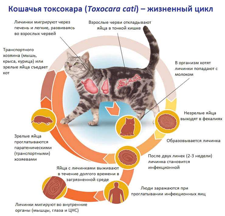 Жизненный цикл кошачьей токсокары (Toxocara cati)