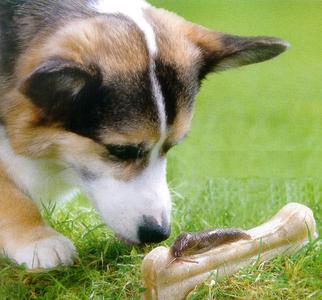 Заражение собаки французскими сердечными червями (Angiostrongylus vasorum)