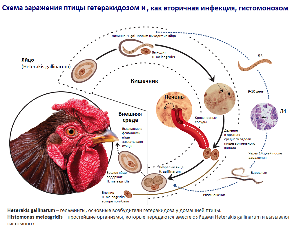 Схема заражения гетеракидозом и вторичной инфекцией (гистомонозом)