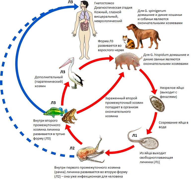 Жизненный цикл рода Gnathostoma
