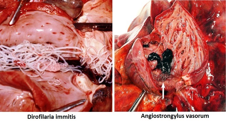 Angiostrongylus vasorum и Dirofilaria immitis в сердец собаки