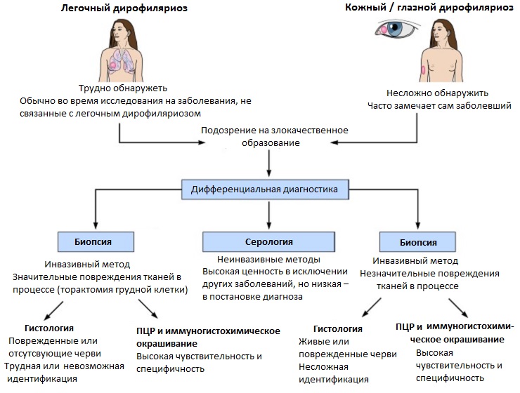 Схема диагностики дирофиляриоза