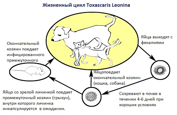 Жизненный цикл Toxascaris Leonina
