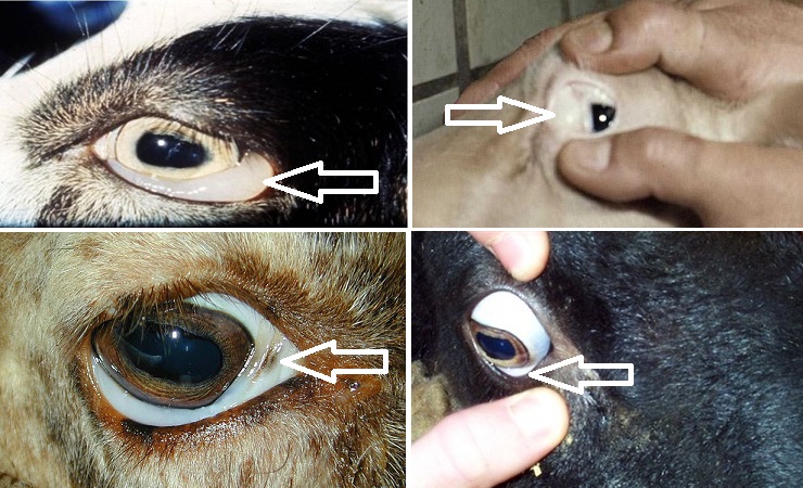 Светлые глазные слизистые при гемонхозе