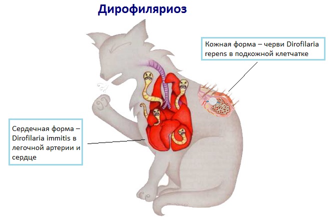 Дирофиляриоз у кошек