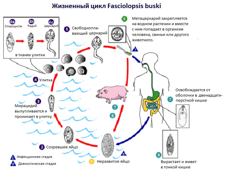 Жизненный цикл Fasciolopsis buski