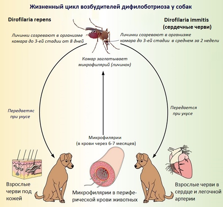 Жизненный цикл возбудителей дирофиляриоза у собак