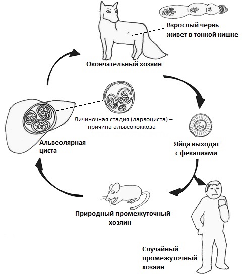 Жизненный цикл альвеококка 